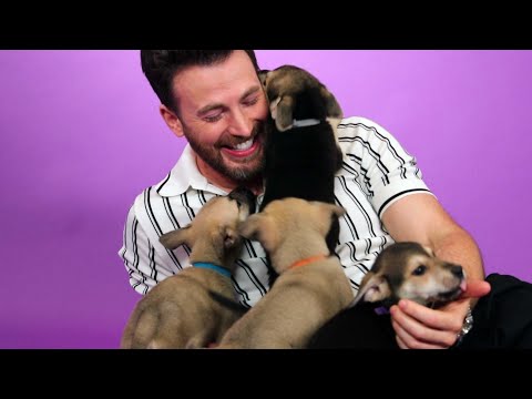 Chris Evans Plays With Puppies