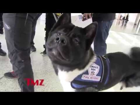 Henry Cavill and his dog, Kal-El at LAX