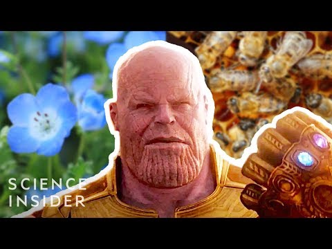 What If Thanos Really Had Eliminated 50% Of All Life, Like In 