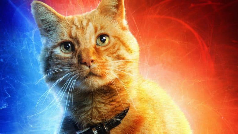 Meet the four-legged Star of Captain Marvel, Goose the Cat