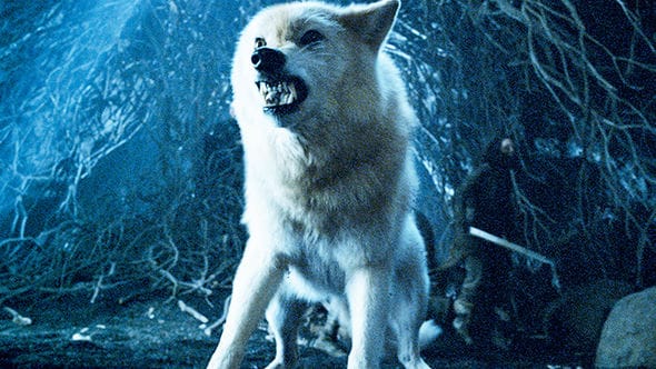 Game Of Thrones Season 8 Ghost the Direwolf Is the Best Choice for the Iron Throne