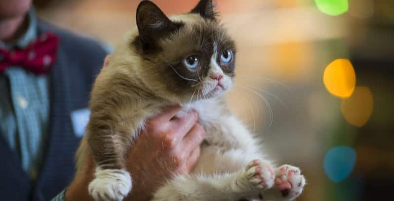 Grumpy Cat Worst Christmas Ever