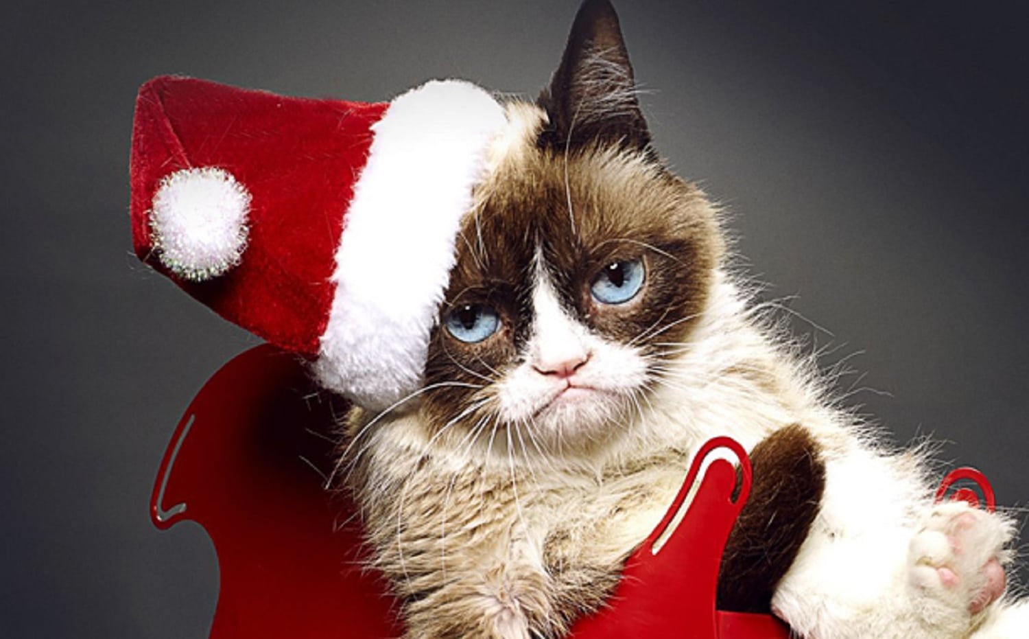 Grumpy Cat, Internet Celebrity and Movie Star, Dies at 7