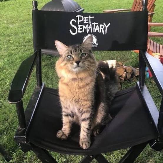 Pet Sematary’s Leo the Cat Has Passed Away