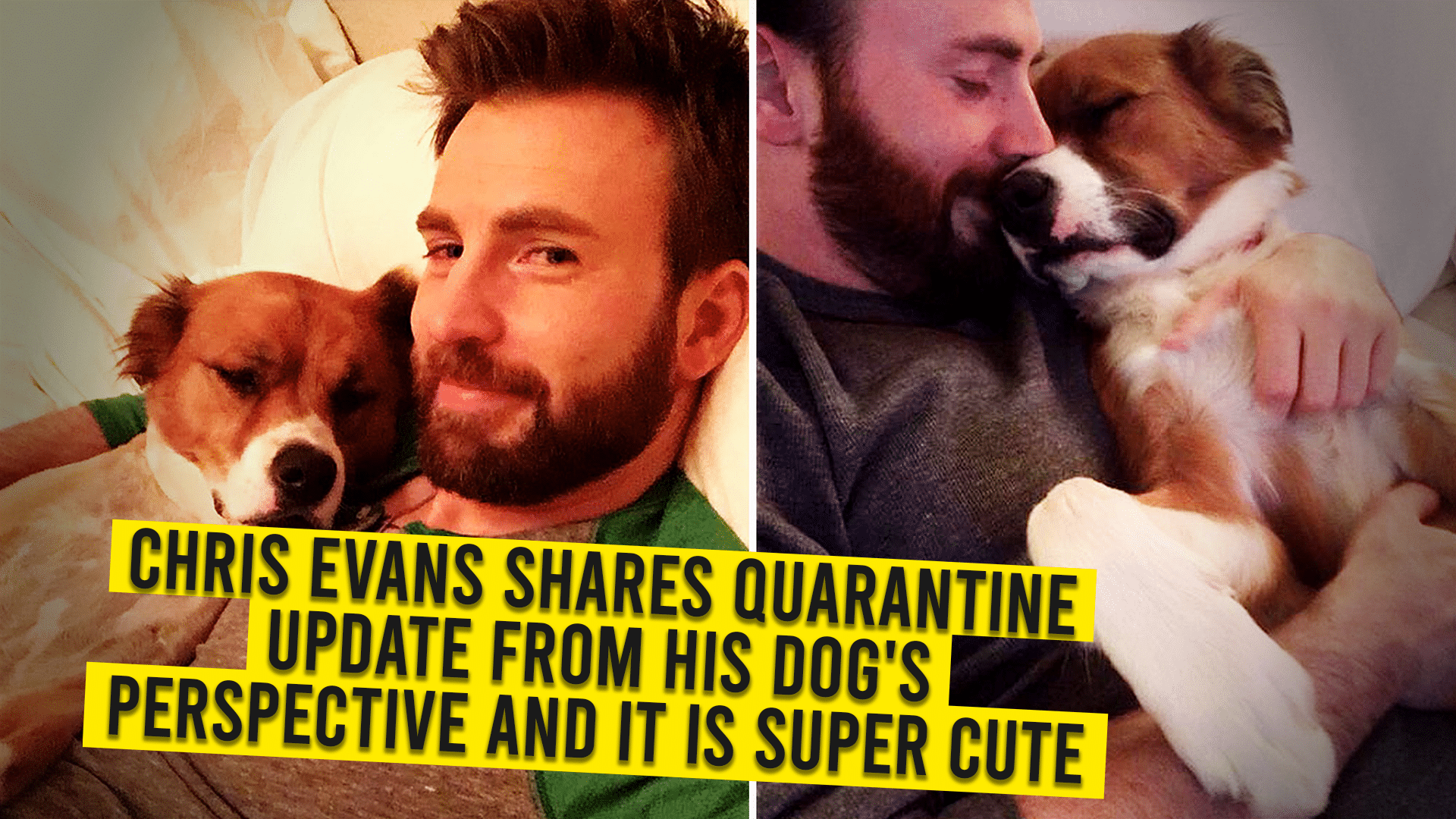 Chris Evans Shares Quarantine Update From His Dog’s Perspective And It is Super Cute