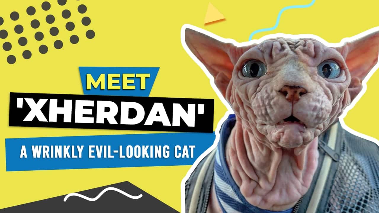 Meet ‘Xherdan’ A Wrinkly Evil-Looking Cat!!