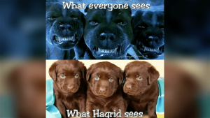 10 Harry Potter Memes That Prove Hagrid Was The Funniest.